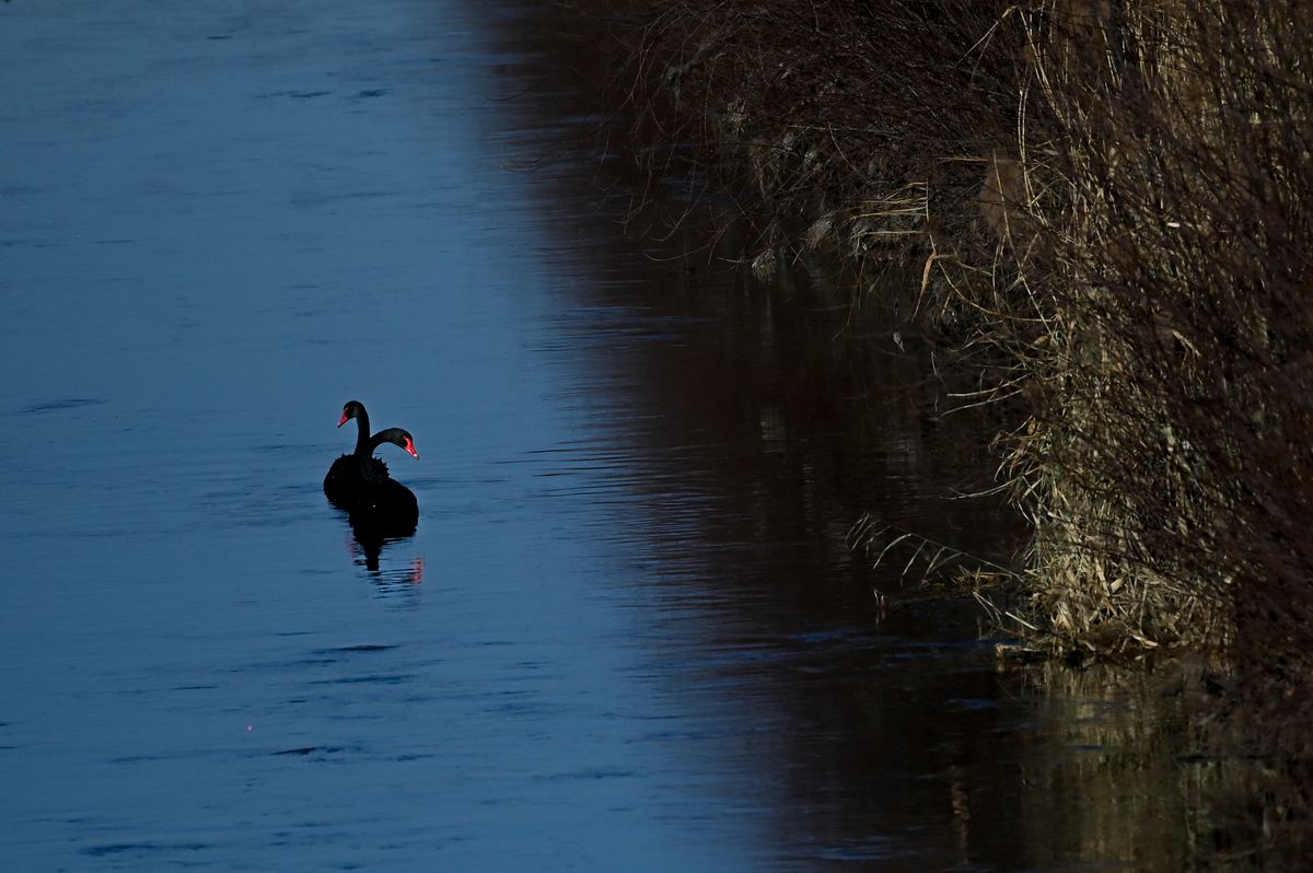 What A Death-Row Turkey Tells Us About Black Swans